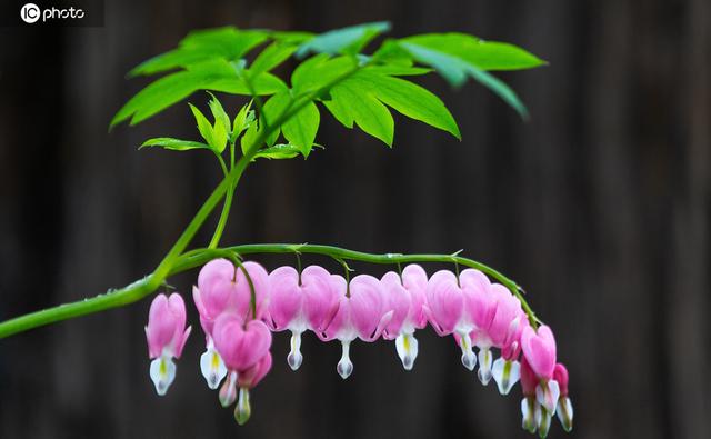 今天，谷雨，春季的最后一个节气