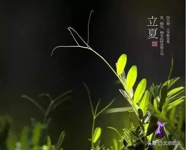 明日立夏,这些讲究和养生知识点全在里边~