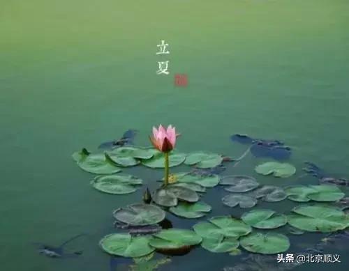 明日立夏,这些讲究和养生知识点全在里边~
