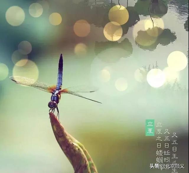 明日立夏,这些讲究和养生知识点全在里边~