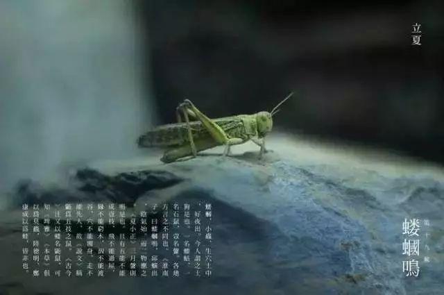 明日立夏!最全的立夏常识看这里!!绝对涨知识!!!