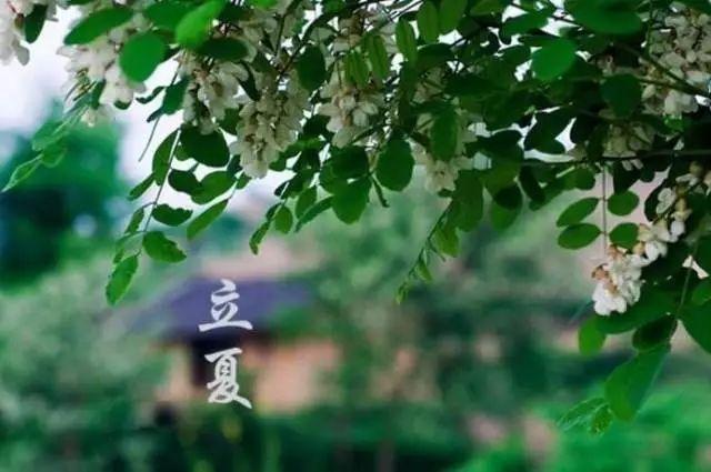 明日立夏!最全的立夏常识看这里!!绝对涨知识!!!