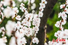 今天，北京仍处在大风蓝