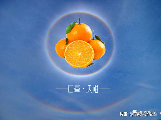 当柑橘遇上日晕，心动的感觉……
