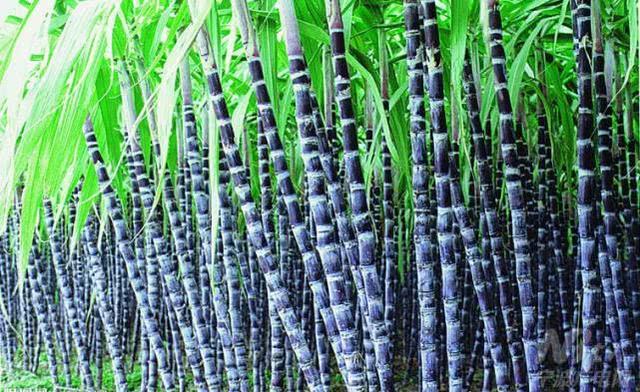 营养师:【60种水果功效一览表】好用又实际!建议收藏!