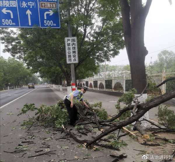 交警及时处置倒树  保证安全恢复交通