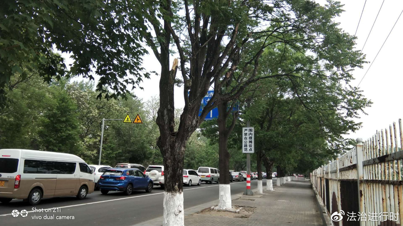 交警及时处置倒树  保证安全恢复交通