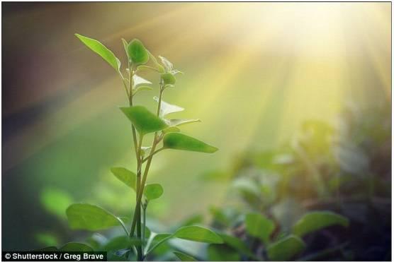 植物为全球气候变暖按下“暂停键”