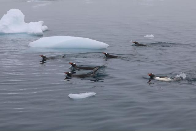 全球气候变暖，南极生态环境面临危机……