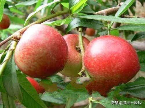 商丘夏邑县8大推荐美食,这些地方美食值得你的品尝