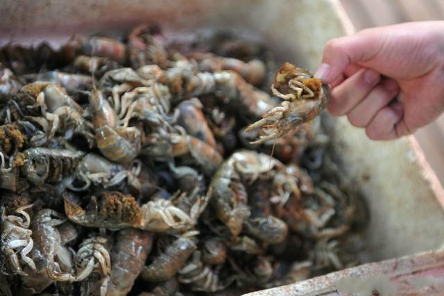 这种虾经常被错认成“小龙虾”，价格是小龙虾3倍，懂吃的人很少