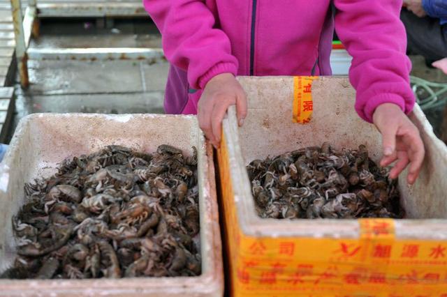 这种虾经常被错认成“小龙虾”，价格是小龙虾3倍，懂吃的人很少