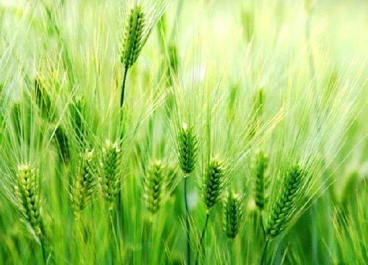 带您通过《这就是二十四节气》立夏节气知识,学会夏季养生!