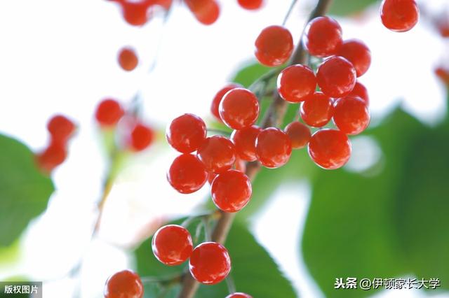 立夏 | 挂鸡蛋、称体重,立夏习俗讲给孩子听,涨知识!