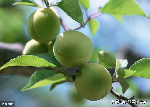 立夏 | 挂鸡蛋、称体重,立夏习俗讲给孩子听,涨知识!