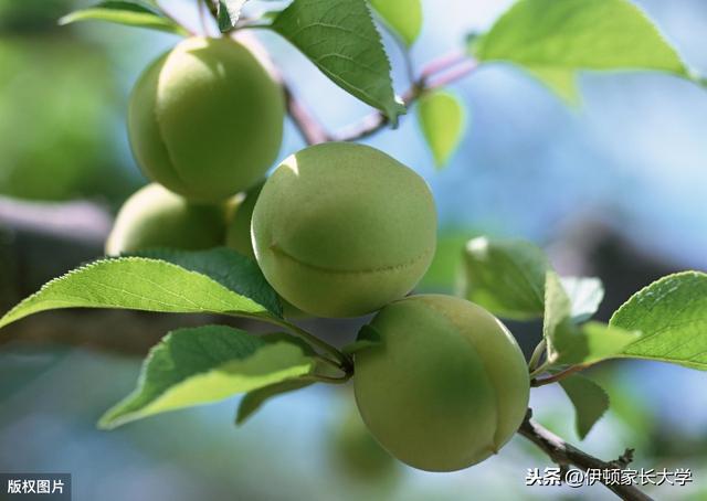 立夏 | 挂鸡蛋、称体重，立夏习俗讲给孩子听，涨知识！