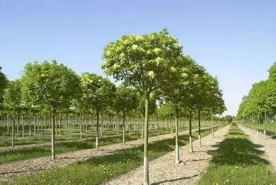 2020立夏|你需要知道的苗木养护知识