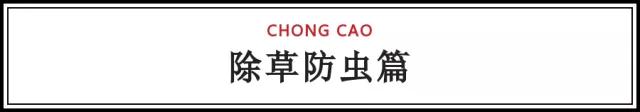 2020立夏|你需要知道的苗木养护知识