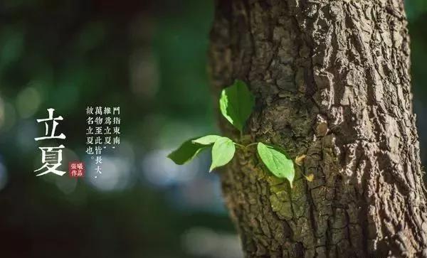 2020立夏|你需要知道的苗木养护知识