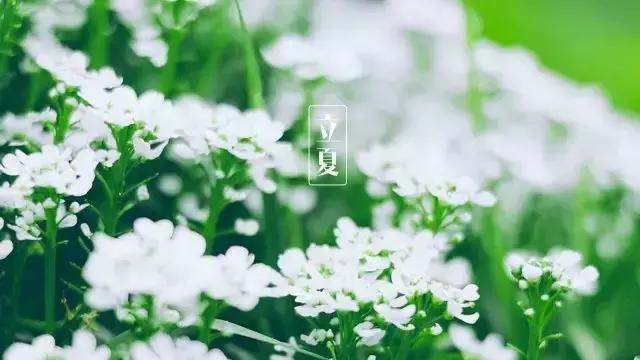今日立夏,把这些和夏天有关的事儿讲给孩子吧!