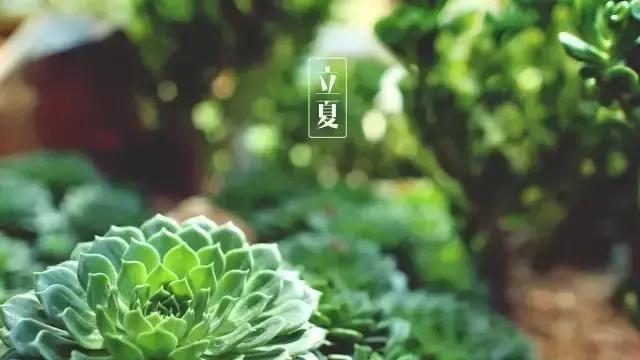 今日立夏,把这些和夏天有关的事儿讲给孩子吧!