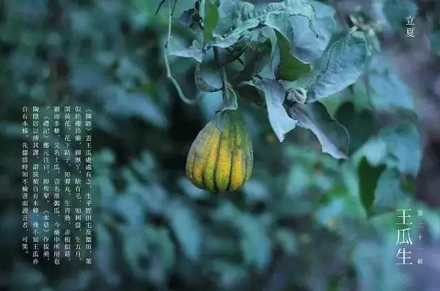 今日立夏,把这些和夏天有关的事儿讲给孩子吧!