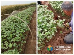 大部分已现4片叶。近期，
