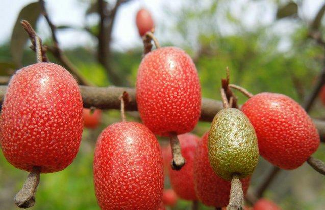 10种极其罕见的奇葩水果 你想吃哪个?