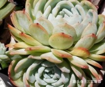 养护多肉植物，浇水要看