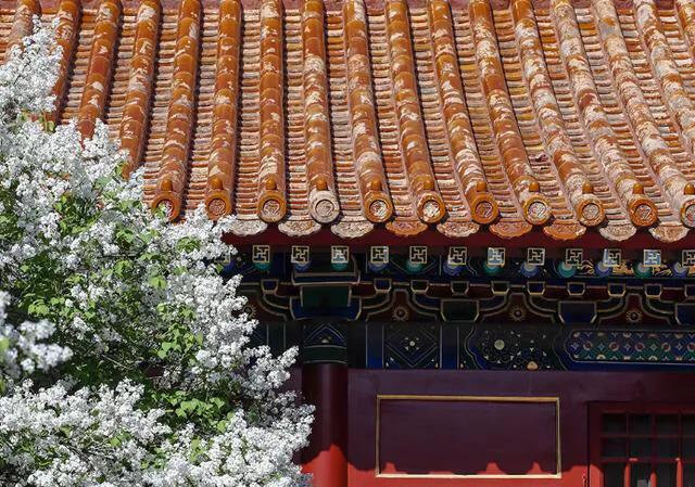 为什么故宫没有鸟敢在上面排便?看完不禁感叹古人太聪明了