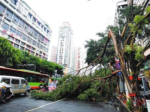 未来七天广西多阵雨或雷雨天气 南宁气温偏高(图)