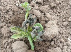 冰雹受害的植株伤口为细