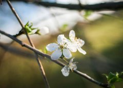 四立和八节分别代表什么