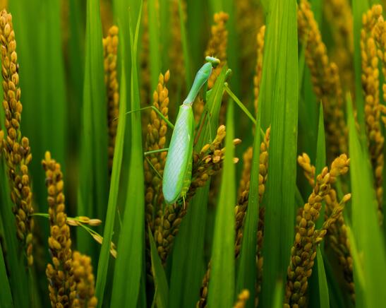 芒种是什么意思 24节气中芒种的含义解释