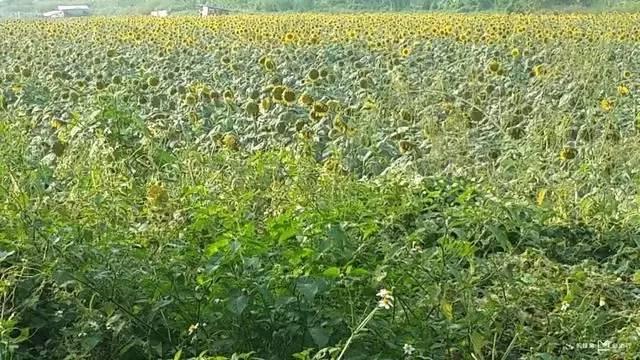 广州十大必去旅游景点,去了5个算及格,包你去了还想去