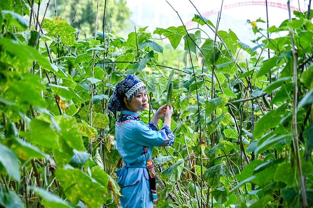 藏在贵州大山的避暑胜地,常年气温只有19.5度,还被誉为世外桃源