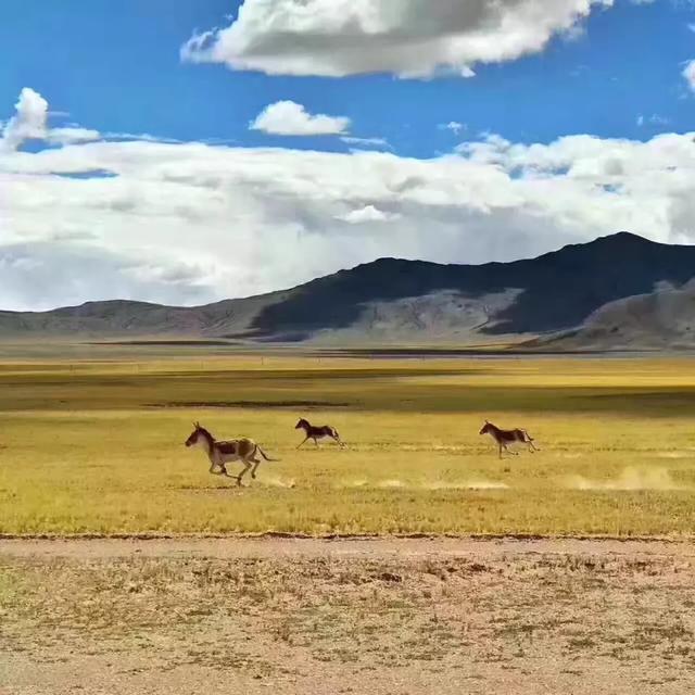 进藏旅游心里肯定有很多疑问吧!有问题向这里看(干货)
