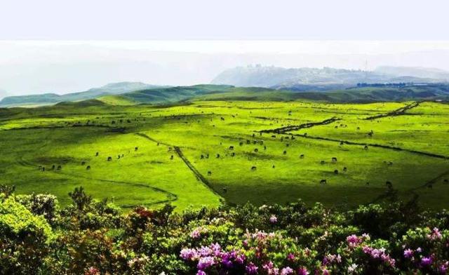 中国最美的八大草原，夏天旅游，与草原最配哦