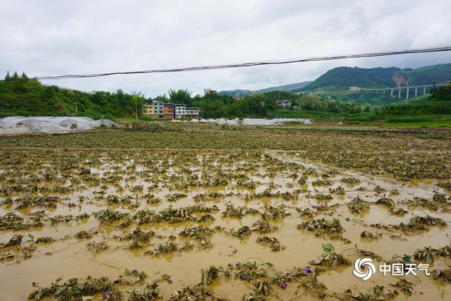 入汛以来最强降雨侵袭贵州罗甸 多地庄稼被淹