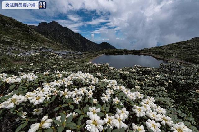 想去看看嘛？大理苍山杜鹃花漫山盛放