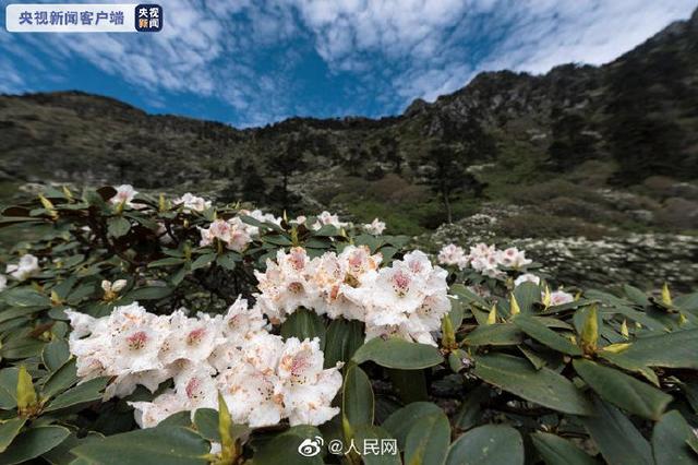 想去看看嘛?大理苍山杜鹃花漫山盛放