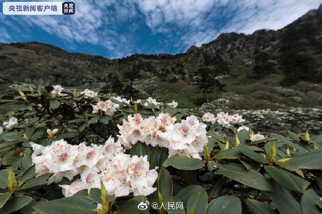 想去看看嘛？大理苍山杜鹃花漫山盛放