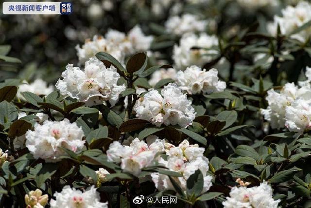 想去看看嘛?大理苍山杜鹃花漫山盛放
