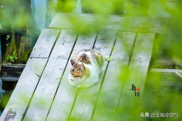 江南古镇那么多,这个票价最高的古镇,为何一直客流不断?