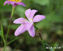 此花常在雨后开花，清风