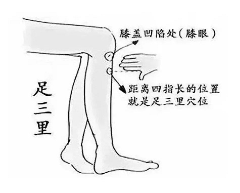足三里穴.jpeg