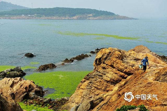 浒苔再度入侵青岛 大片绿潮似草地