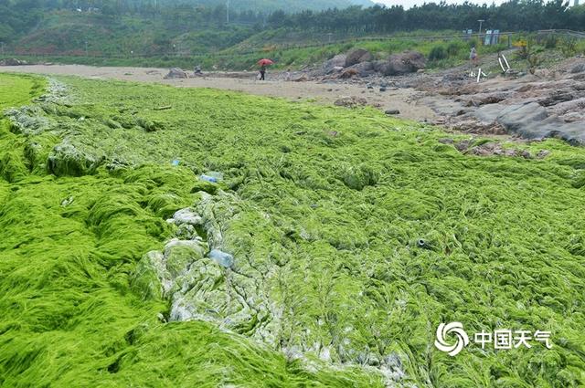 浒苔再度入侵青岛 大片绿潮似草地