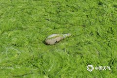 浒苔再度入侵青岛 大片绿