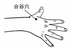 第1、2掌骨间，第二掌骨桡